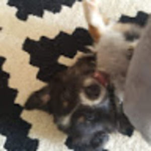 Meet your Posher, Cooper